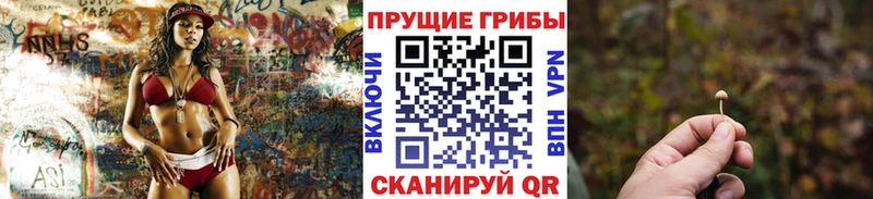 где можно купить наркотик  Багратионовск  Псилоцибиновые грибы Magic Shrooms 